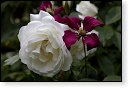 rode rozen roos rosa flora natuur bloem bloemen cultivars cultivar fleurop rosaceae tuin rozentuin valentijn valentijsdag romantiek liefde merci